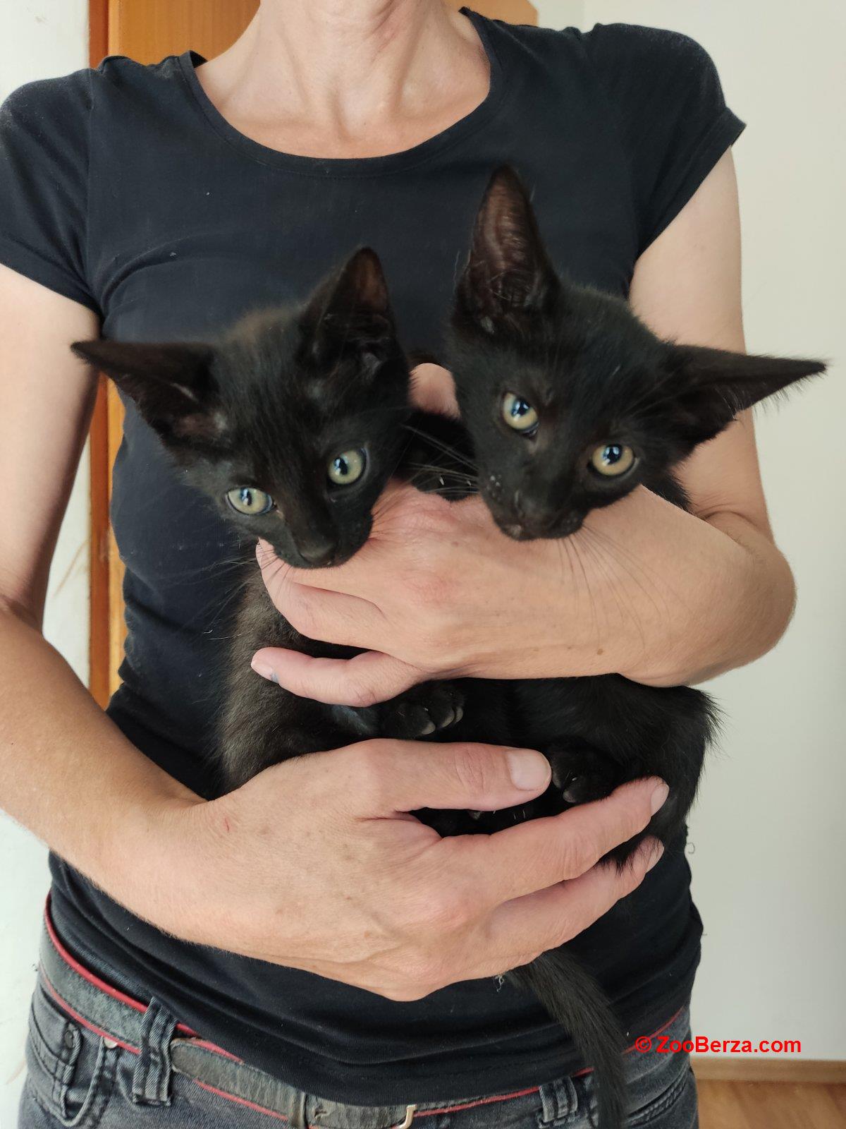 Prelepi crni mačići