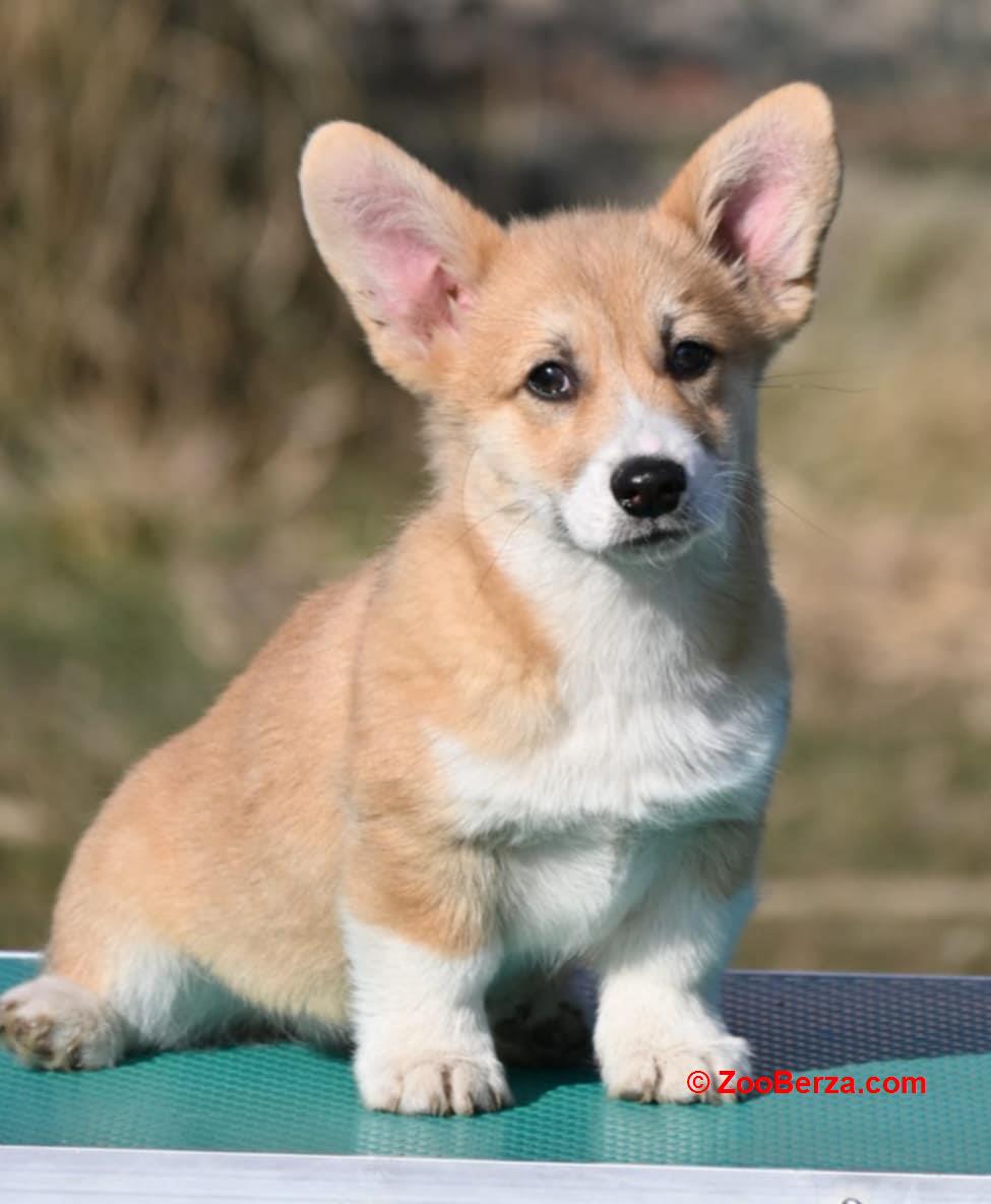 Velski korgi/Welsh Corgi Pembroke