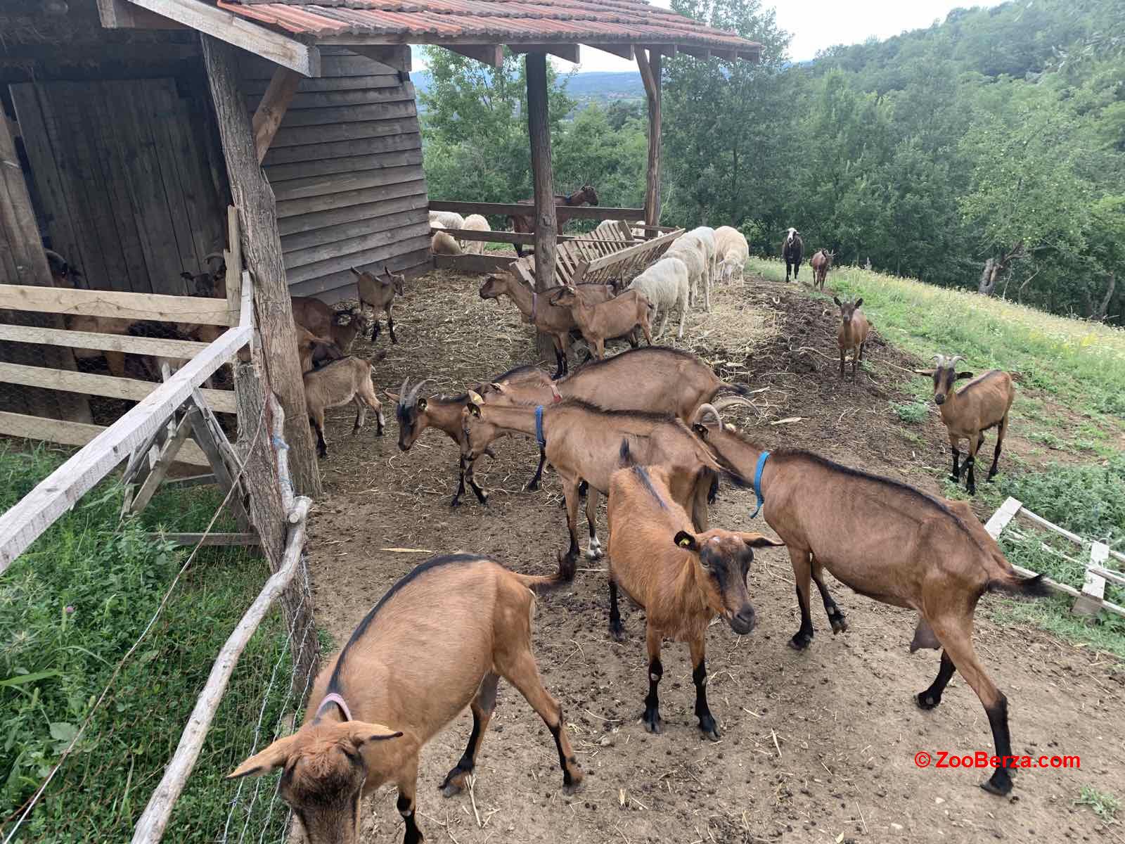 Prodajem stado koza alpina - organski uzgoj 