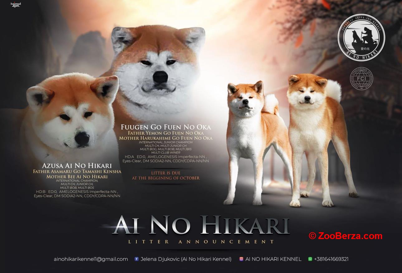 Japanska Akita štenci
