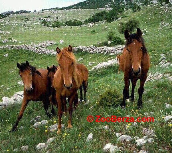 Prodajem 15 (konja) ponija i 20 primorskih dalmatinskih domaćih magaraca 