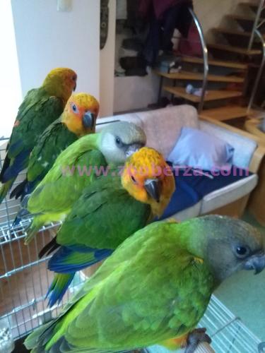 Papagaji ručno hranjeni senegalci
