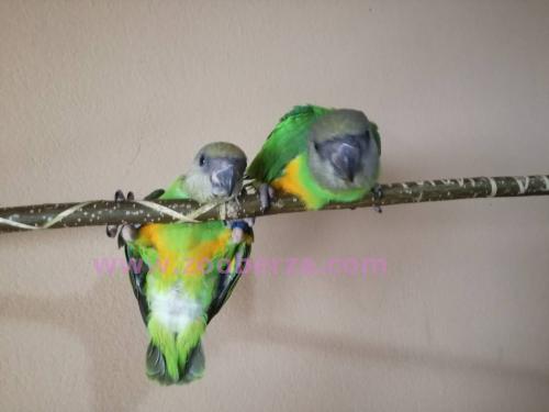 Senegalski papagaj