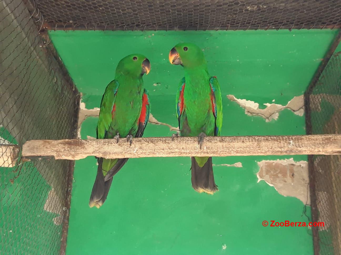 Edel papagaji, 2 mlada mužjaka