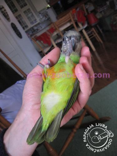 Papagaji ručno hranjeni senegalci