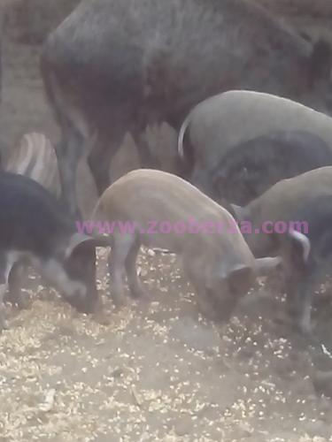 Mangulice i divlje svinje