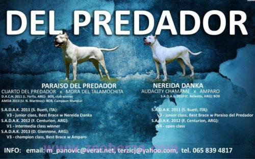 Dogo Argentino "del Predador" stenad na prodaju