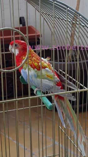 Nađen papagaj PENANT Platycercus Elegans   - RUBINO