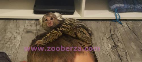 Majmun marmoset