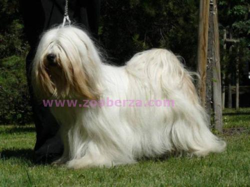 TIBETAN TERRIER puppies only with pedigree