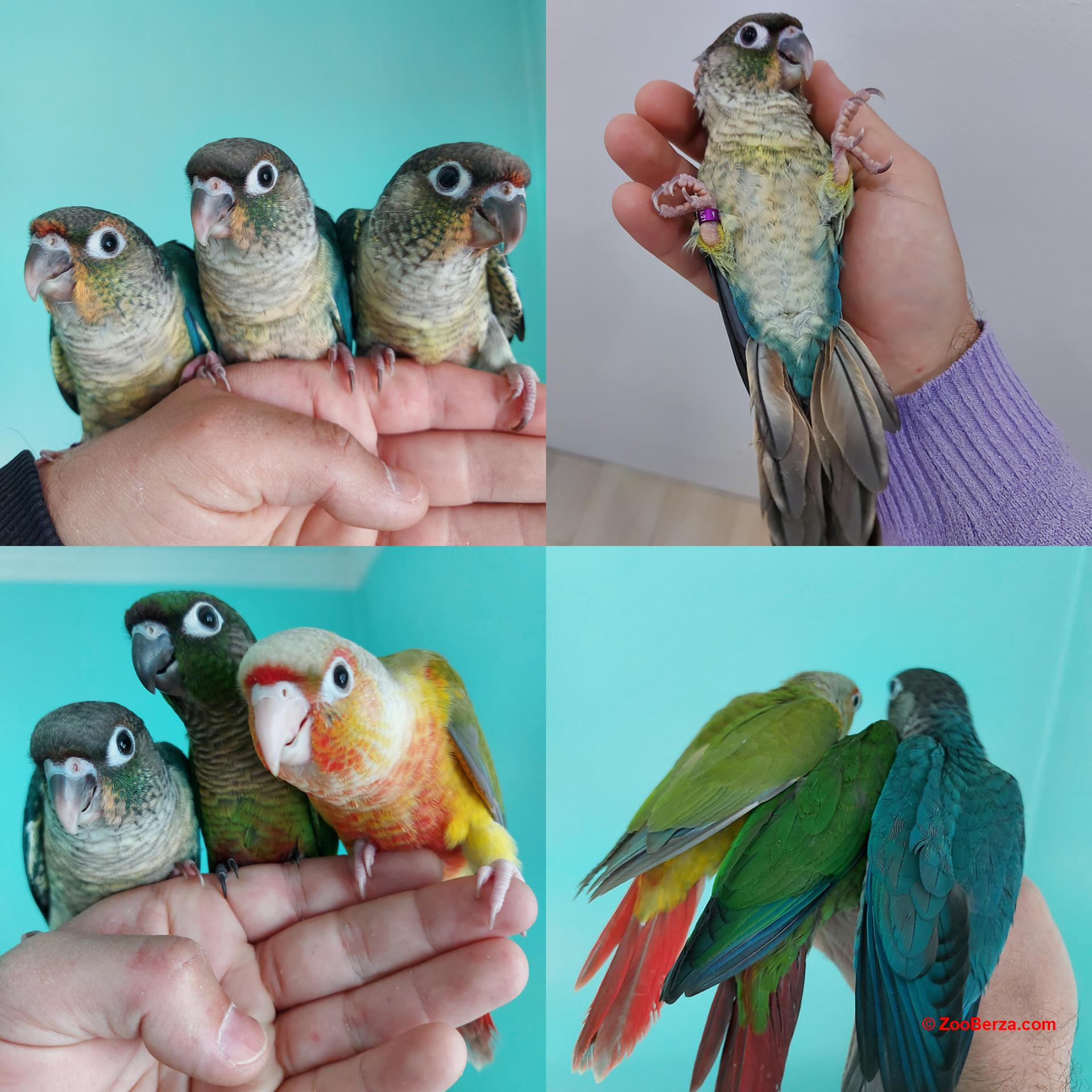 Rezervacije za pitome Braonuohi papagaje