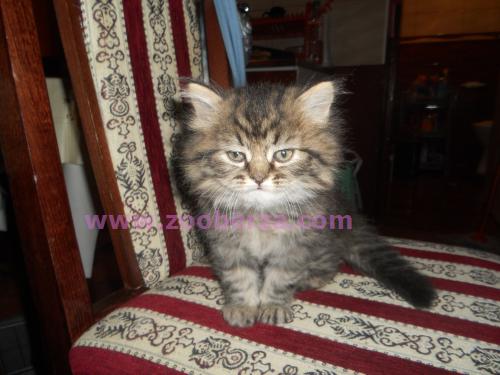 Persijski macici na prodaju