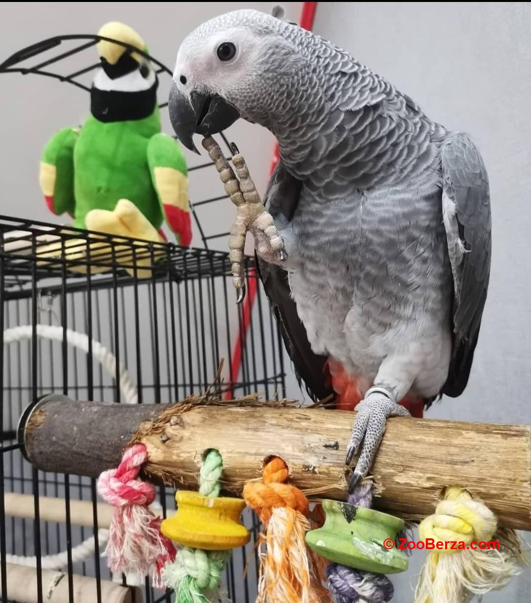 Rucno hranjeni papagaji ( pitomi papagaji )