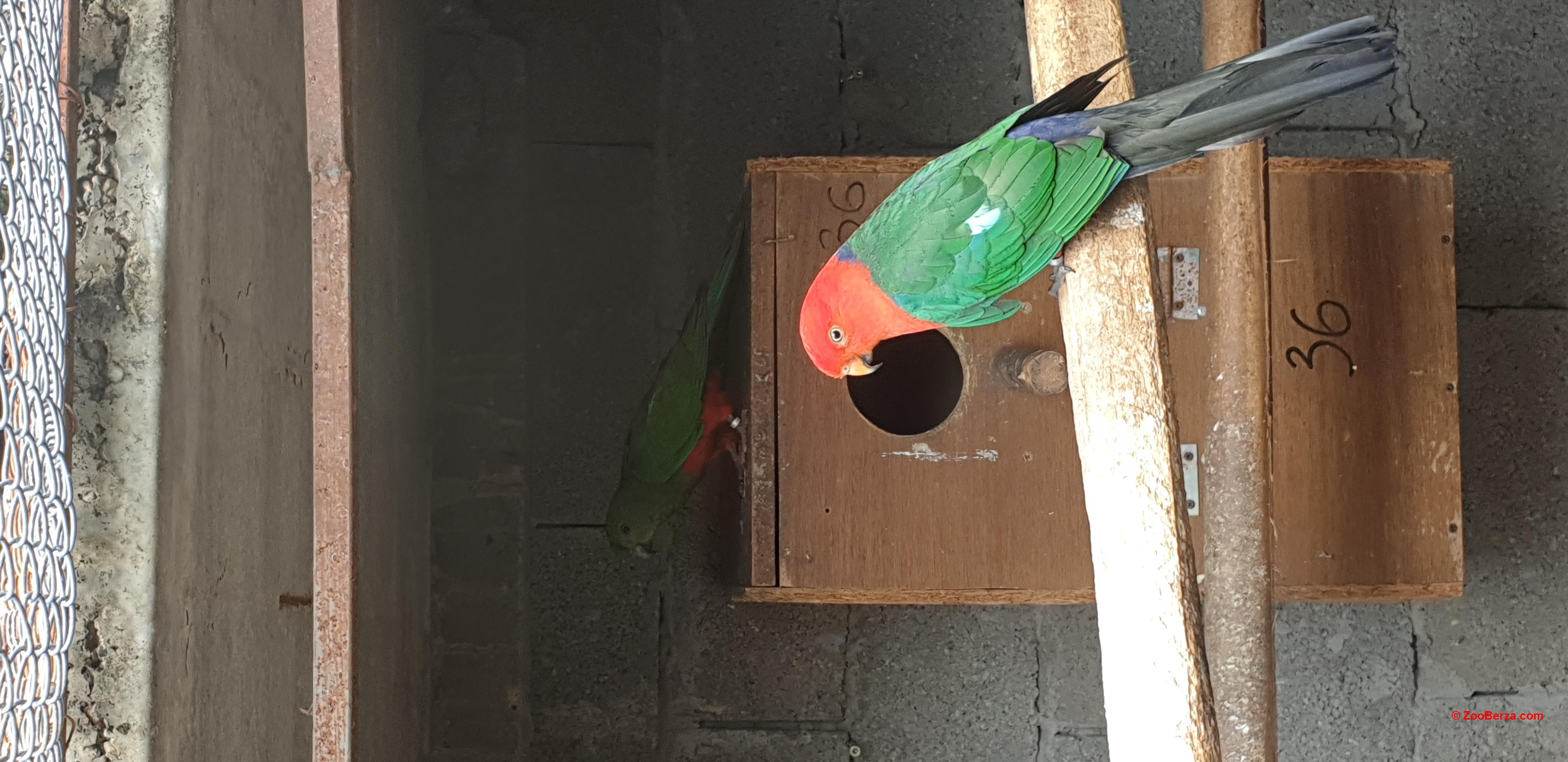 kraljevski papagaji