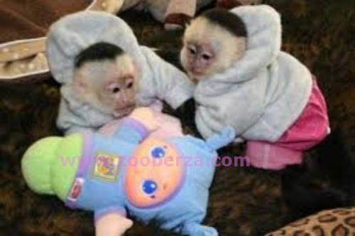 Dječji kapucinski majmuni usvojeni.