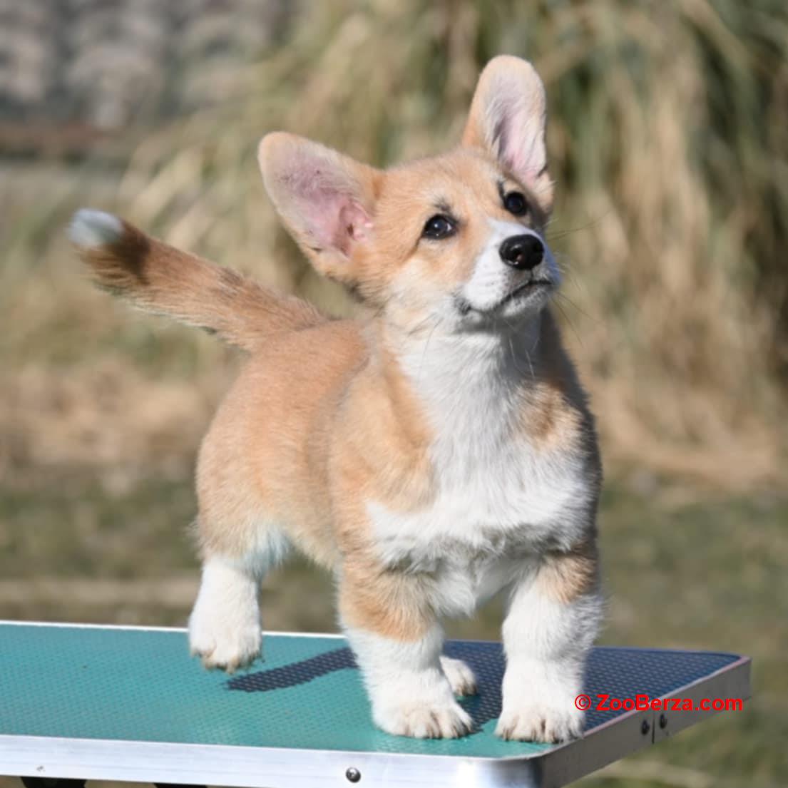 Velski korgi/Welsh Corgi Pembroke