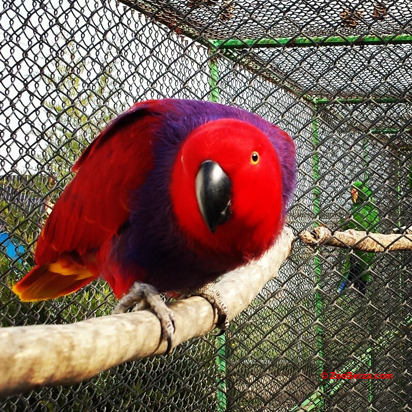 5 zrelih edela - edel papagaji
