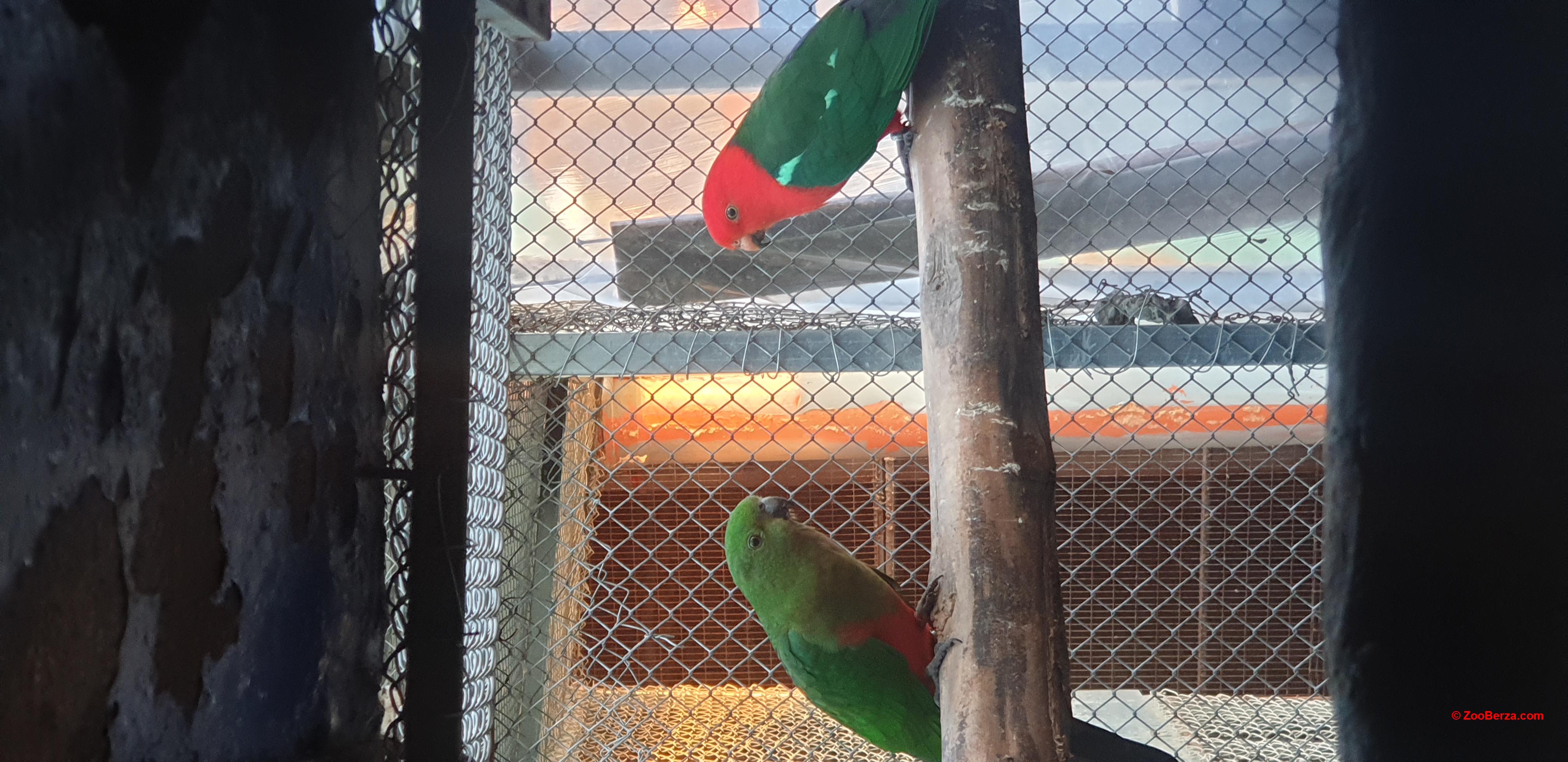 kraljevski papagaji