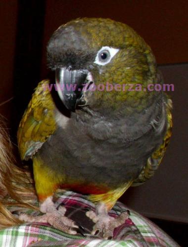 Papagaj "Patagonac"