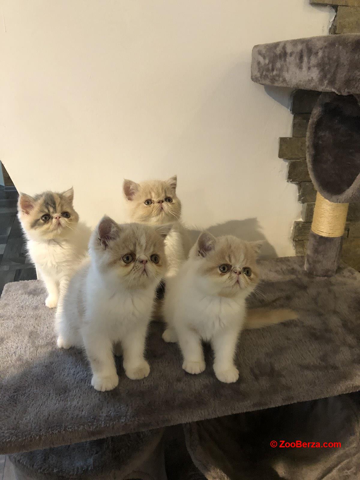 Persijski  mačići