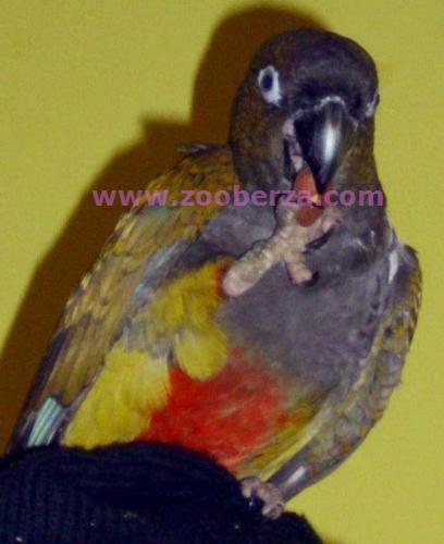 Papagaj rucno hranjen patagonac