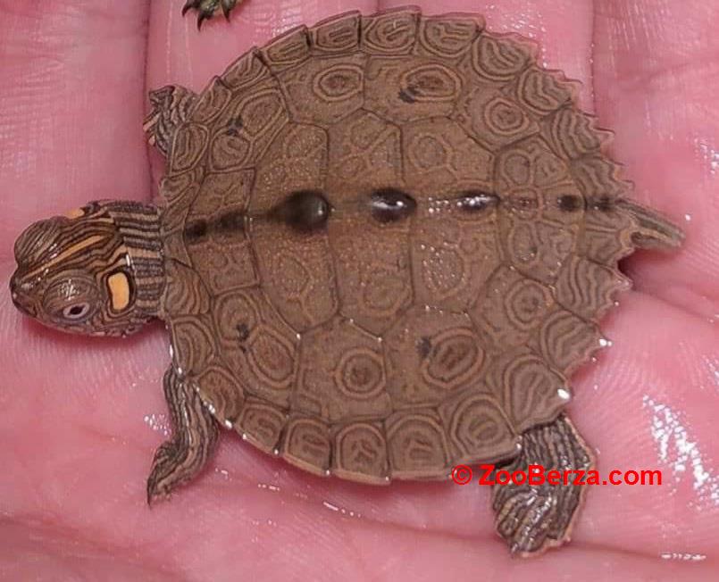 Kornjača ouachita map turtle 