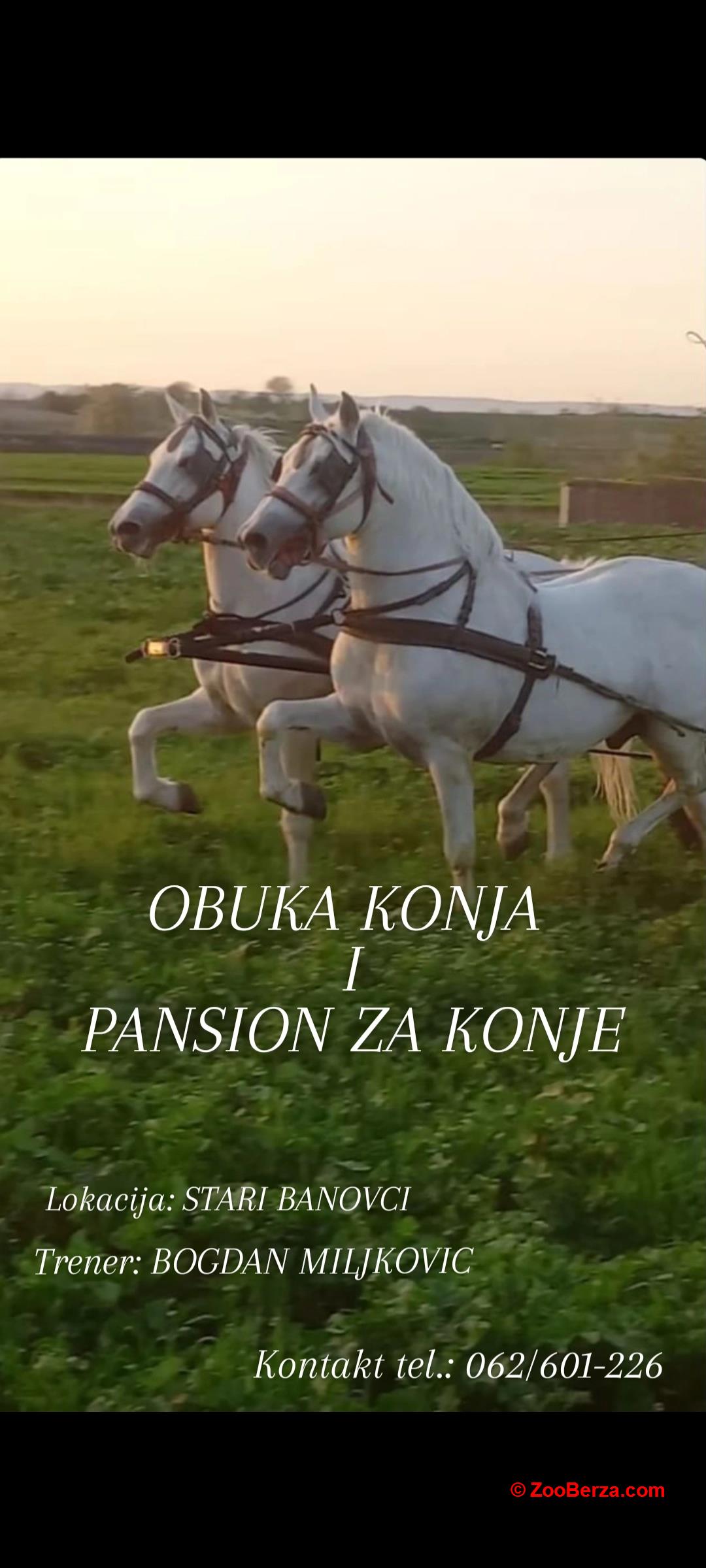 Obuka i pansion za konje