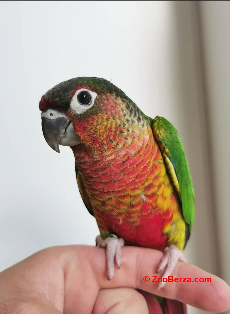 Rucno hranjeni papagaji ( pitomi papagaji )