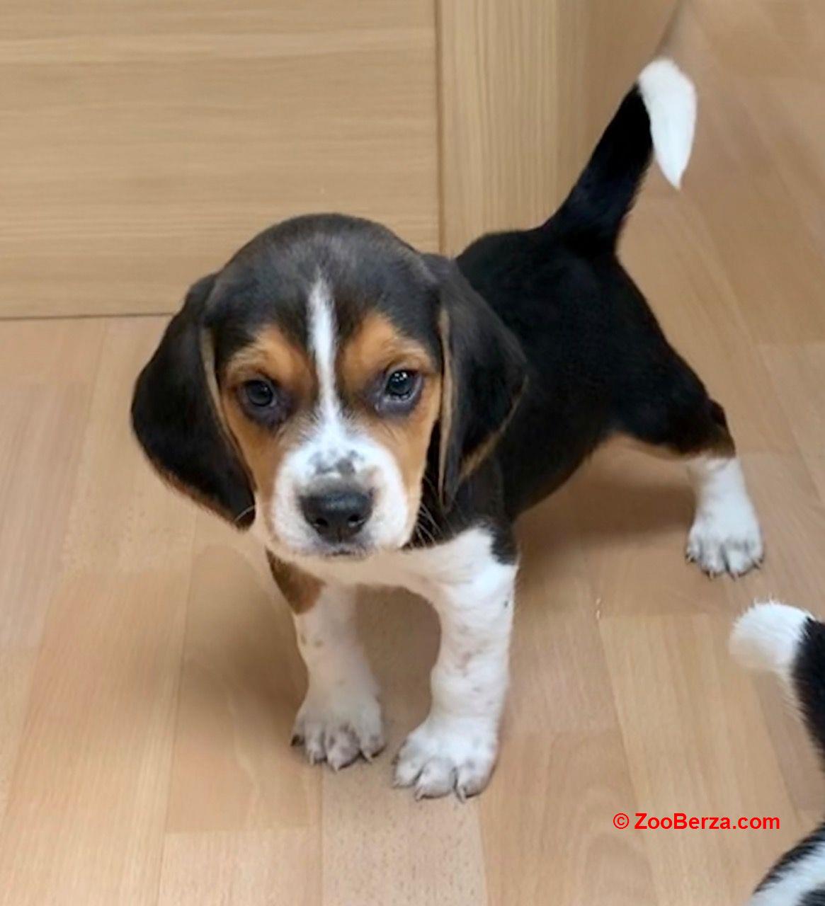 volim štene beaglea