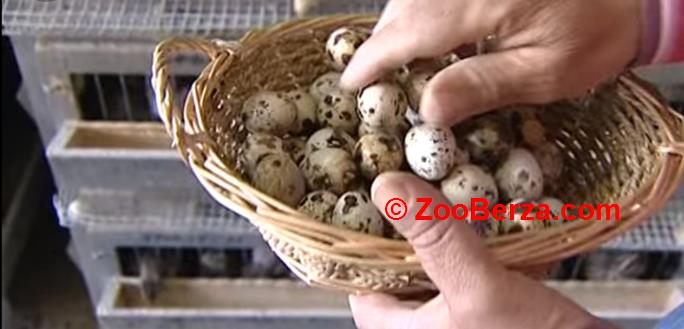 Sveza prepelicja jaja i pilici