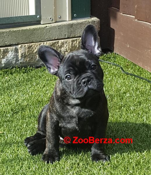  french bulldog puppies ready  for their new homes,