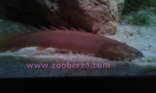 senegalski polipterus 11cm