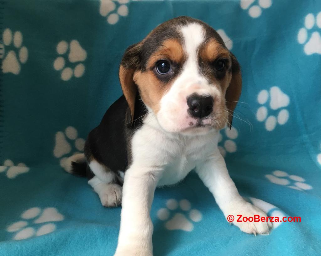 Kvalitetni psići Beagle