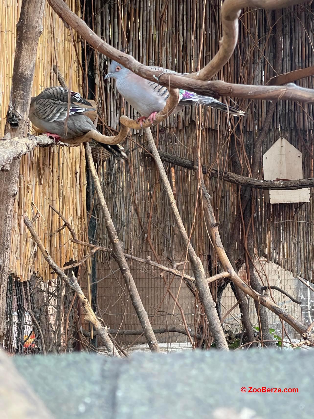 australiski cubasti golub