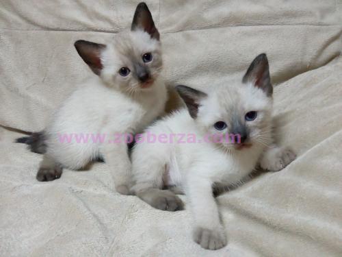 Sijamske mace - još dve ženkice 