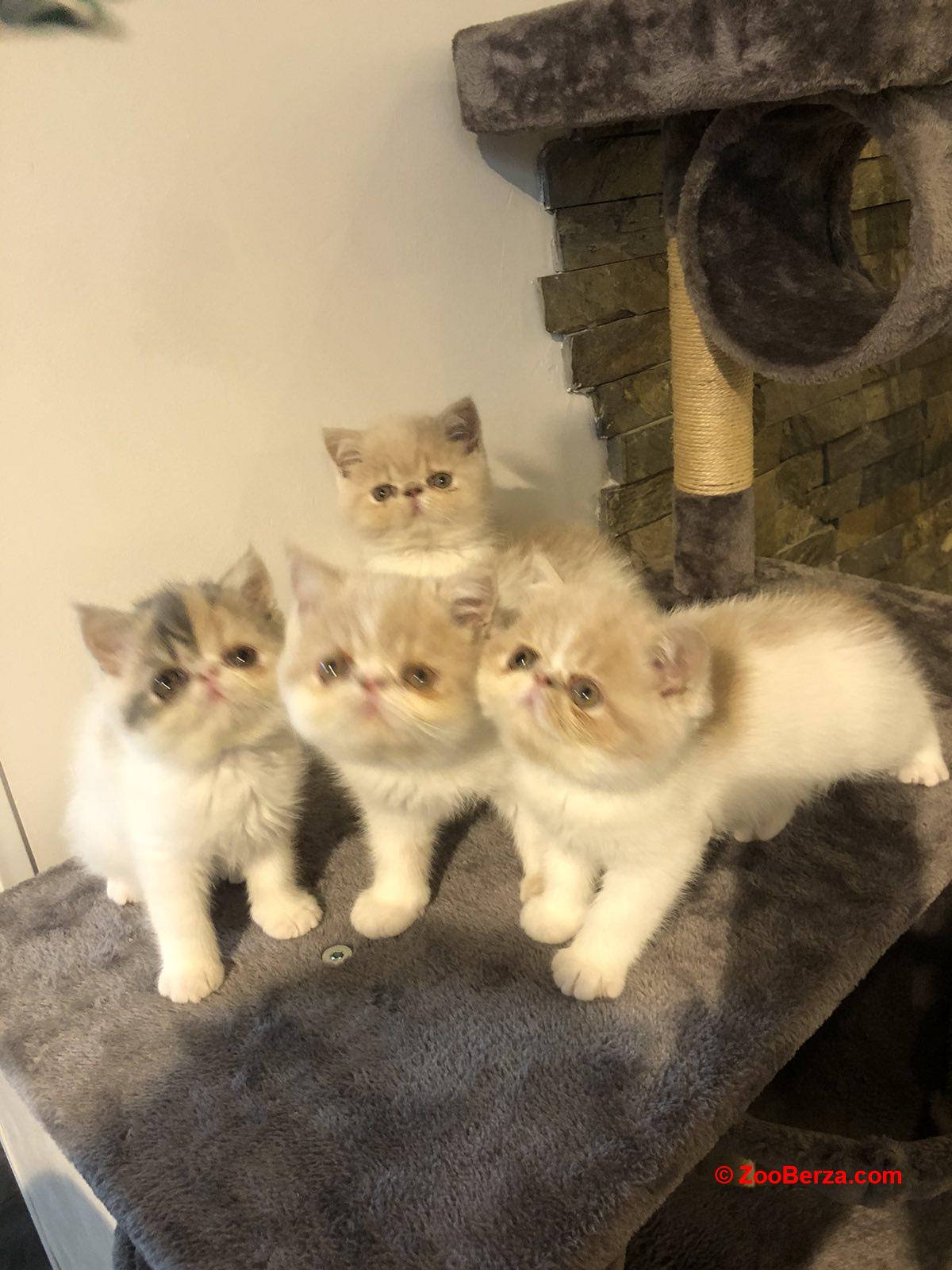Persijski  mačići
