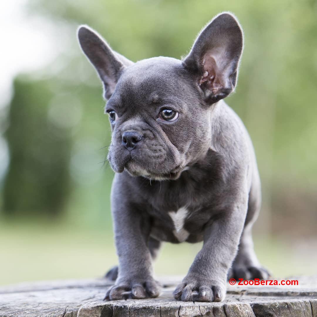  french bulldog puppies ready  for their new homes,