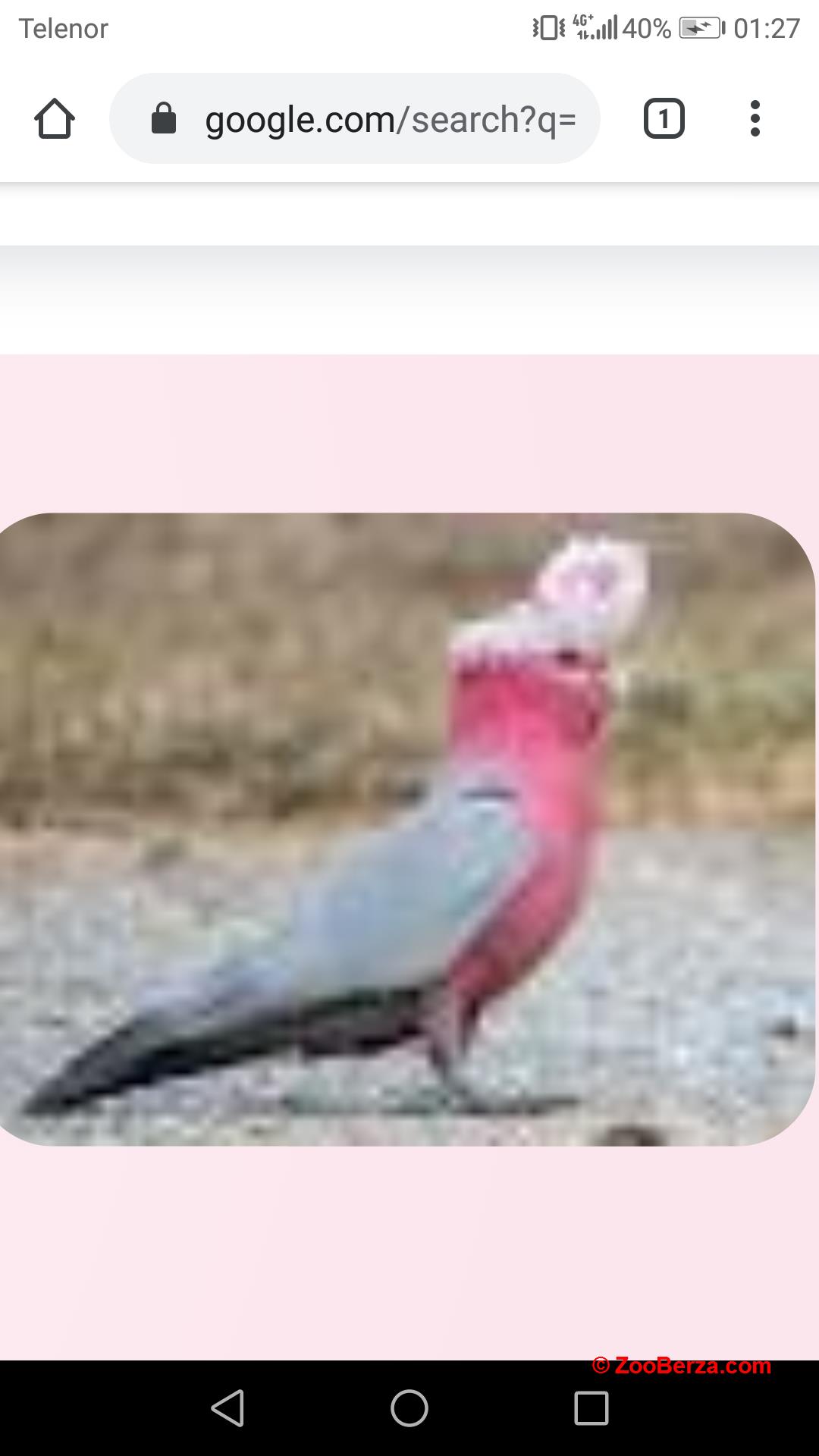 Roze kakadu