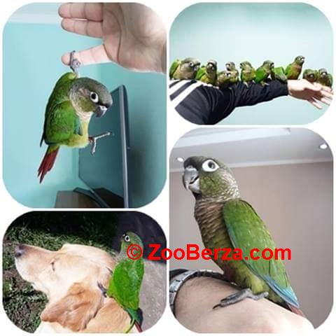 Rezervacije za pitome Braonuohi papagaje