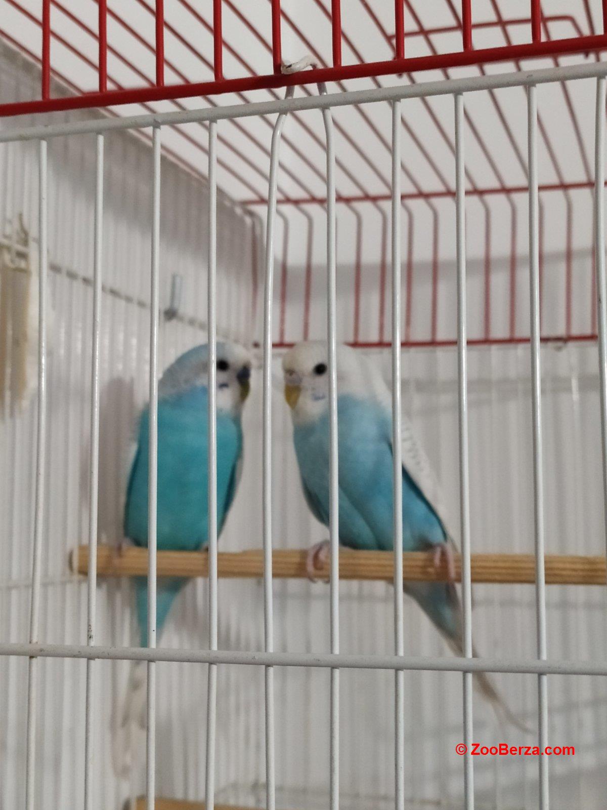 Papagaji na prodaju