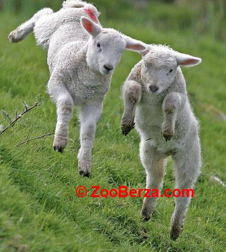 Umaticene ovce