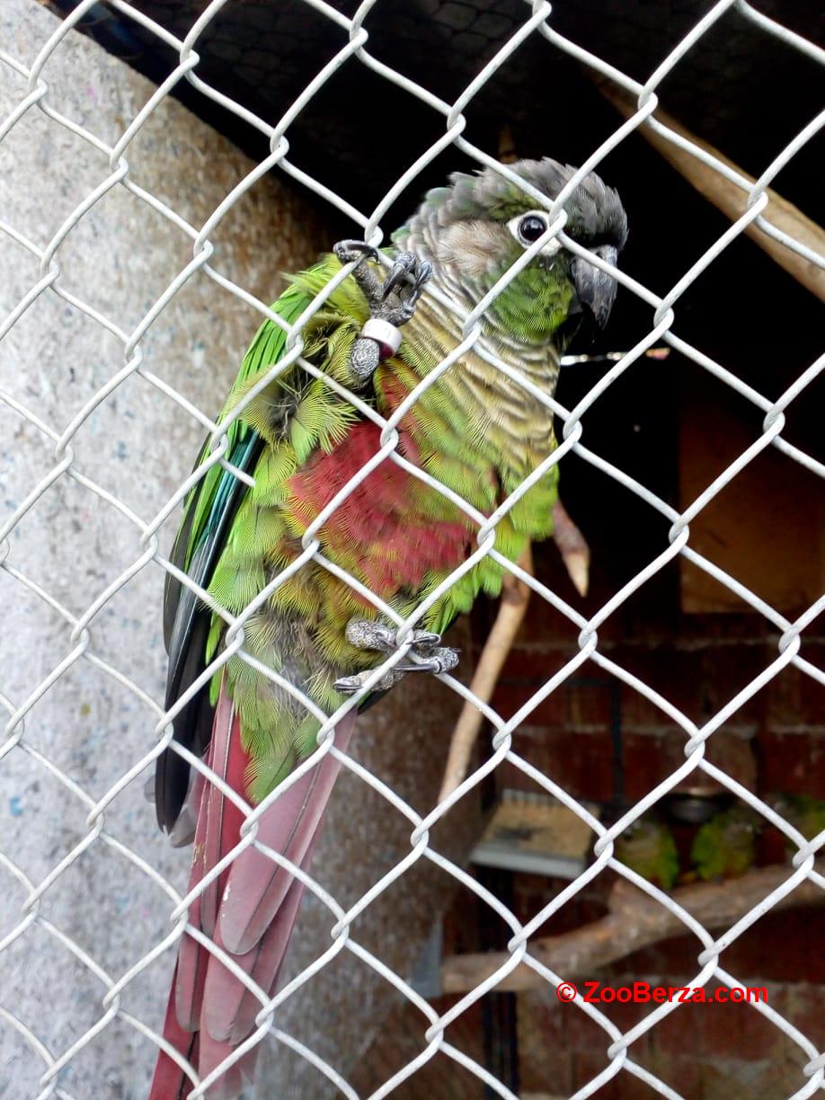 papagaji