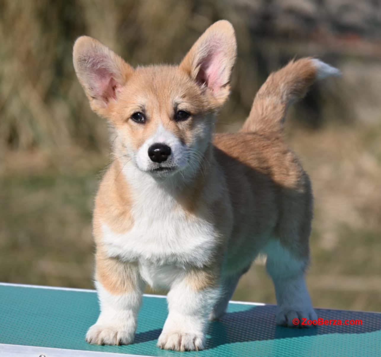 Velski korgi/Welsh Corgi Pembroke