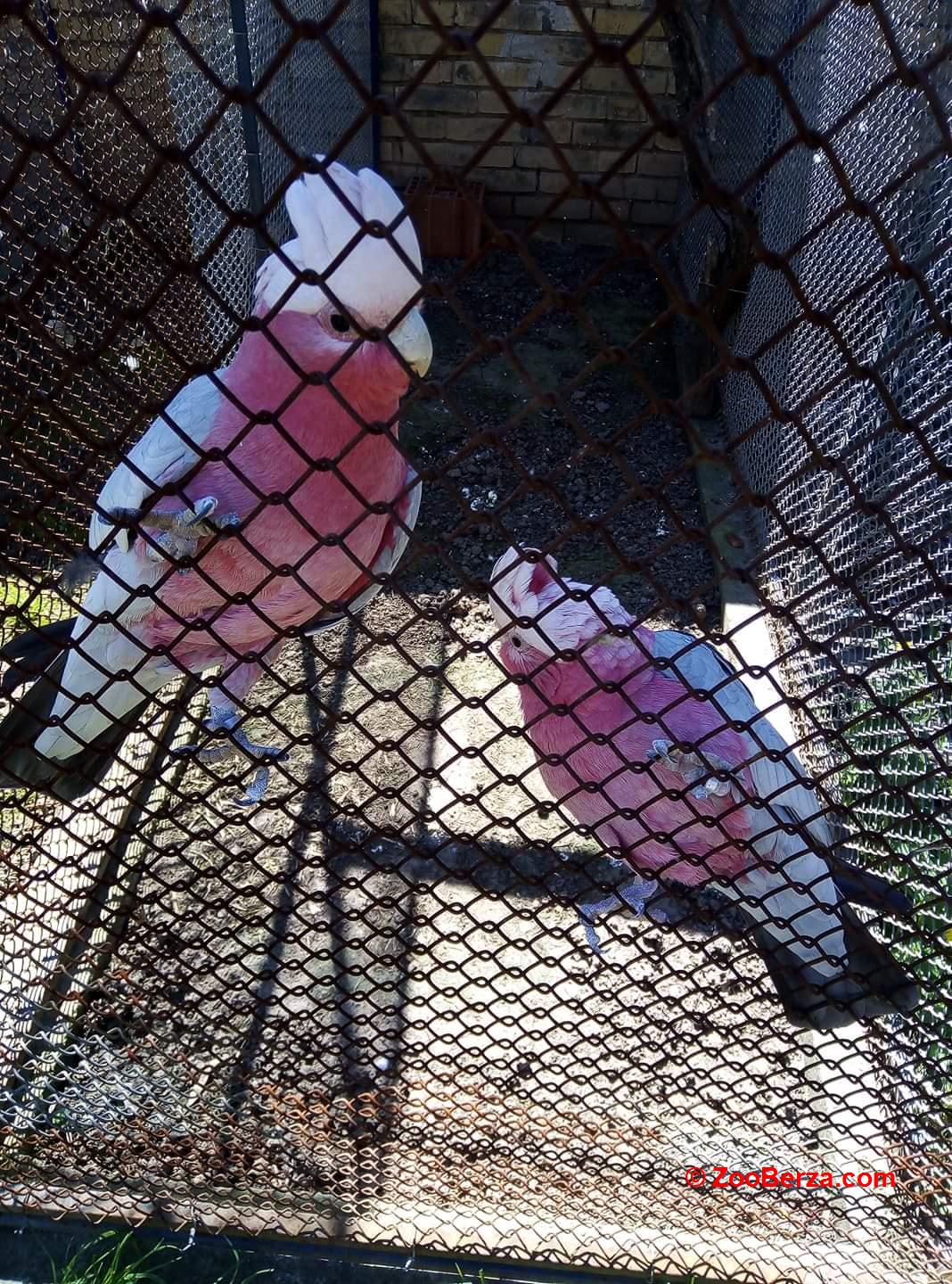 Roze Kakadu na prodaju 