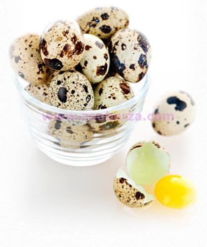 na prodaju sveza oplodjena jaja japanske prepelice