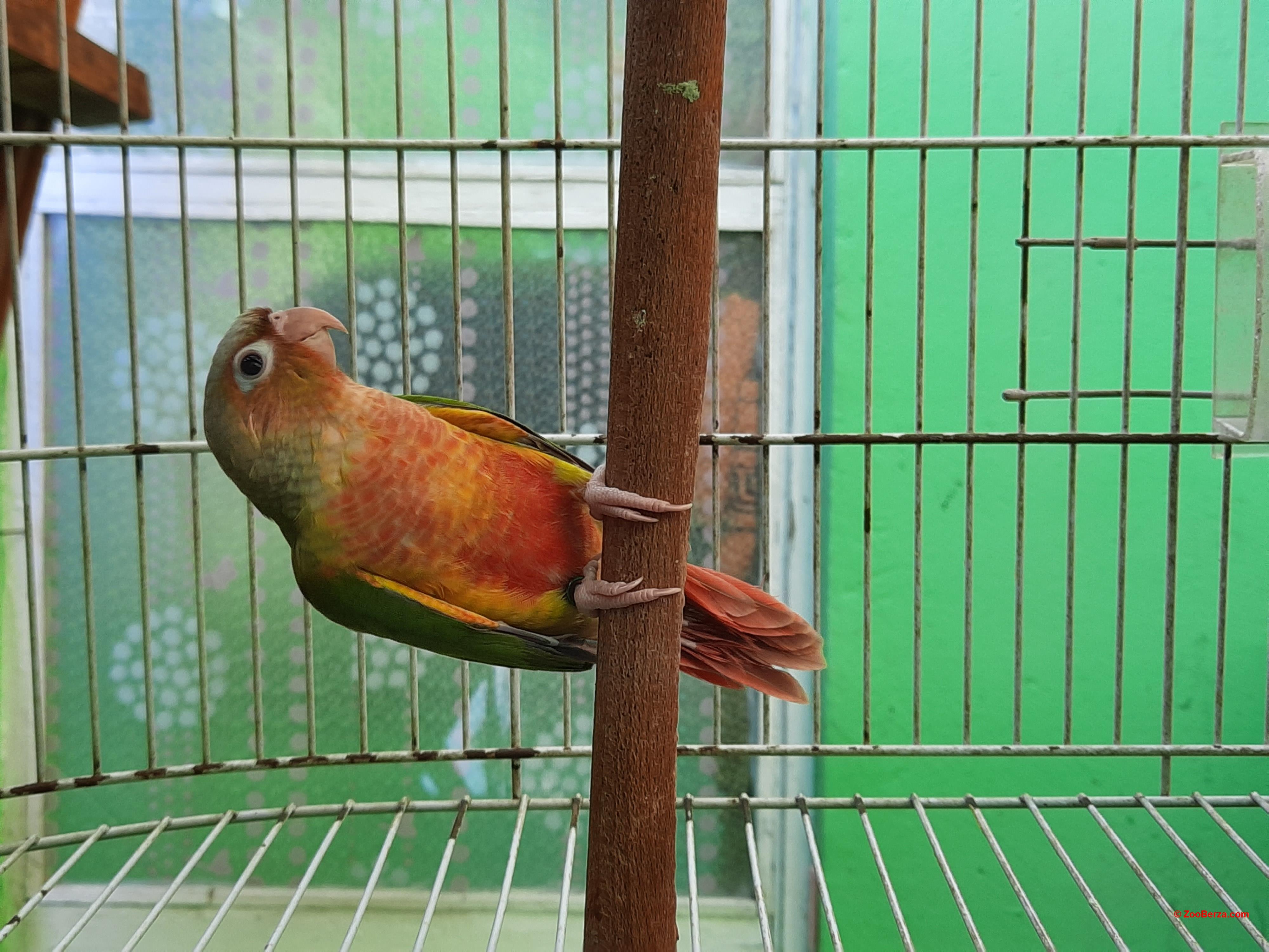 Ručno hranjeni pitomi papagaji pyrrhure 