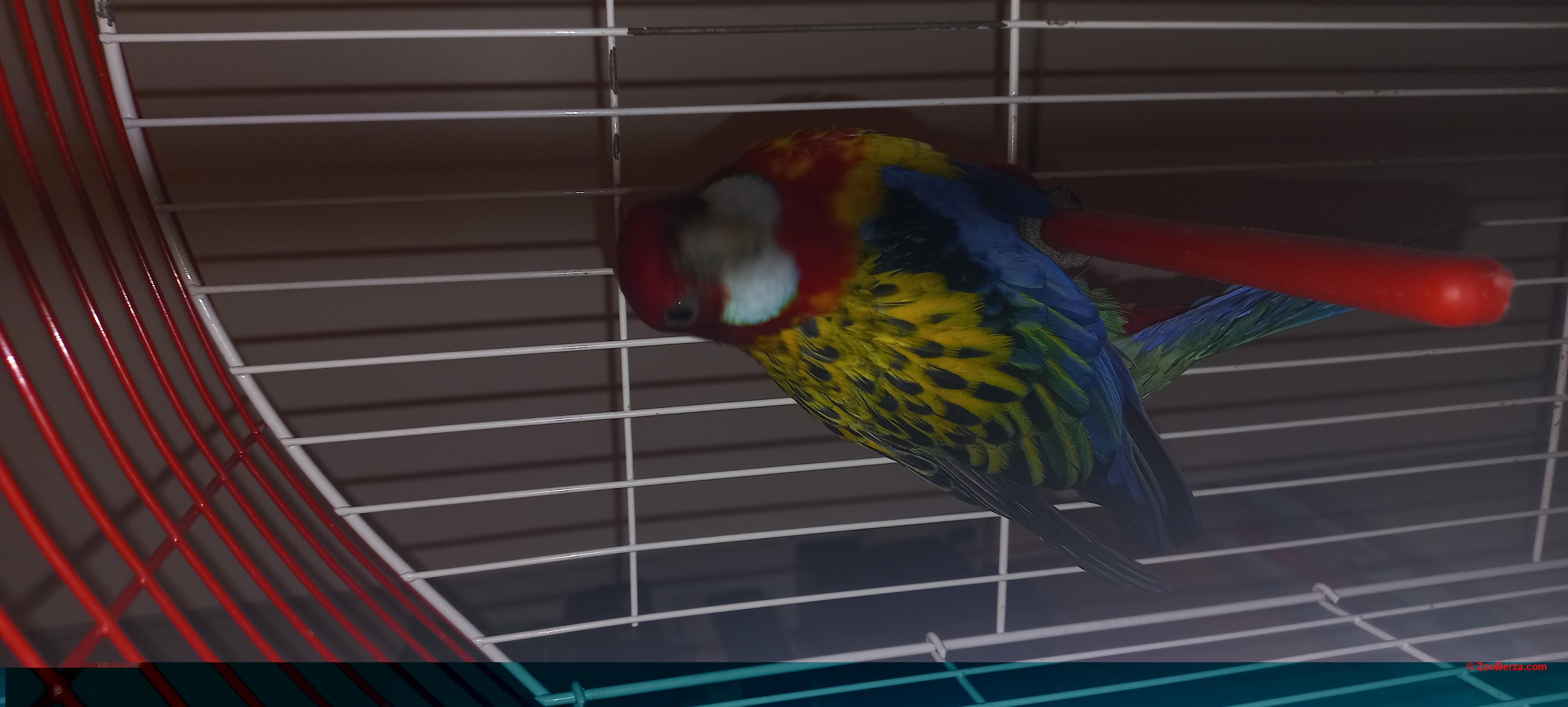 Papagaj Rozela