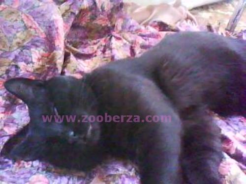 Nestao crni mačak u Zrenjaninu, u ulici Vojvode Petra Bojovića