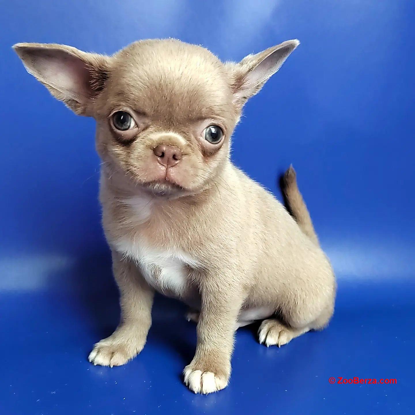 Prodaju se prekrasni štenci Chihuahua