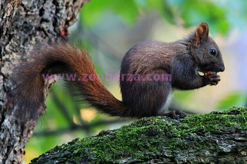 Maticni par veverica (062/283249)